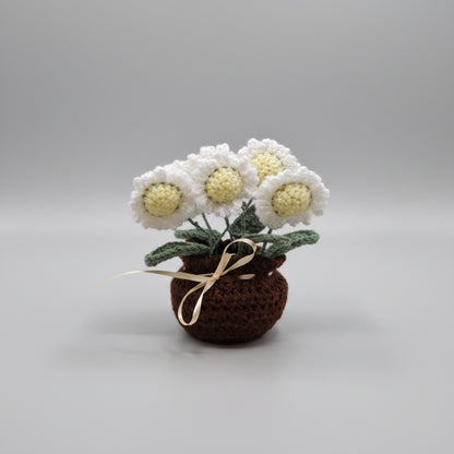 Pot de marguerites