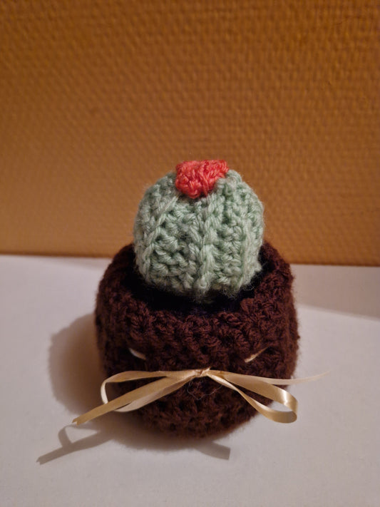 Pot cactus