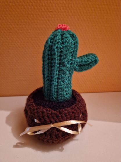 Pot cactus